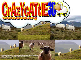 crazy cattle 3d